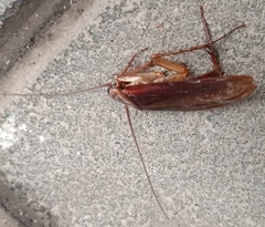 Periplaneta americana