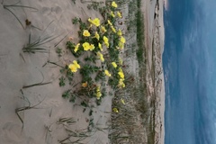 Oenothera drummondii