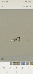 Charadrius ruficapillus