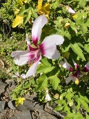 Malva acerifolia