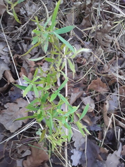 Achillea salicifolia