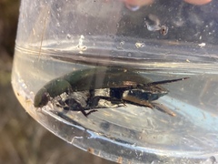 Hydrophilus acuminatus