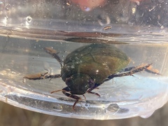 Hydrophilus acuminatus