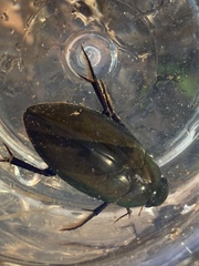 Hydrophilus acuminatus