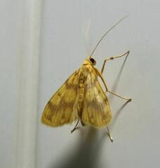 Eusabena paraphragma