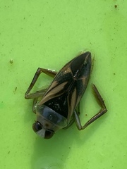 Notonecta triguttata