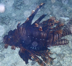 Pterois volitans
