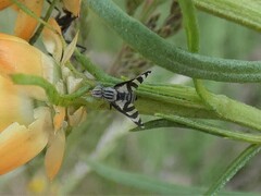 Quasicooronga connecta