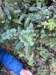 Smilax aspera