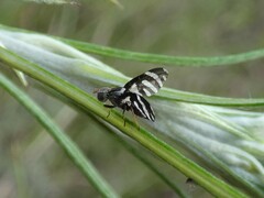 Quasicooronga connecta