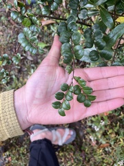Smilax aspera