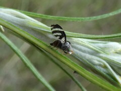 Quasicooronga connecta