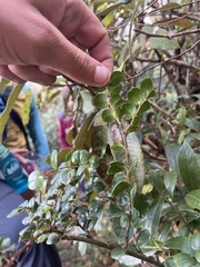 Smilax aspera