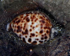 Cypraea tigris
