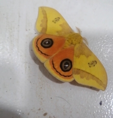 Automeris jucunda