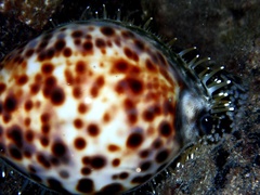 Cypraea tigris