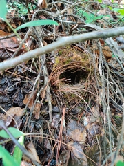 Phylloscopus trochiloides