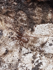Enoplognatha