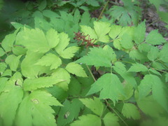 Actaea erythrocarpa