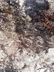 Enoplognatha