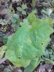 Arctium tomentosum