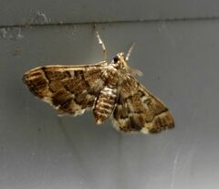 Nacoleia