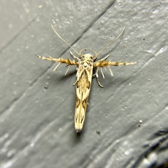 Stathmopoda castanodes