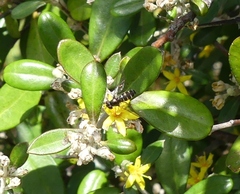 Melangyna