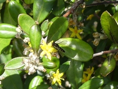 Melangyna