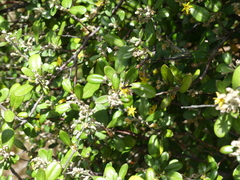 Melangyna