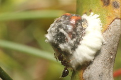 Monophlebidae