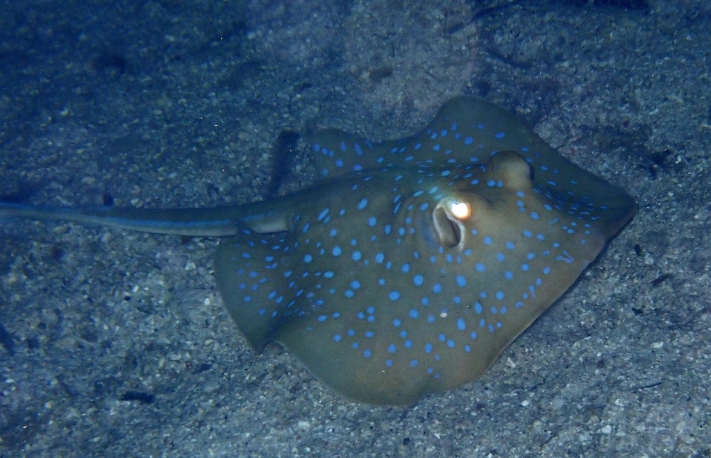 Reef stingray
