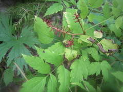 Actaea erythrocarpa