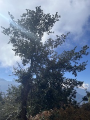 Quercus semecarpifolia