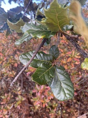 Quercus semecarpifolia