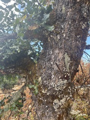 Quercus semecarpifolia