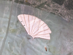 Urapteroides astheniata