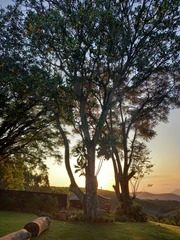 Anthocleista grandiflora