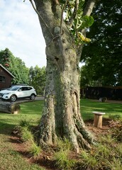 Anthocleista grandiflora