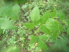 Clematis alpina sibirica