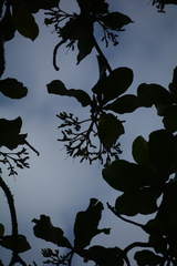 Anthocleista grandiflora