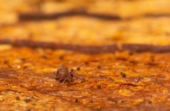 Dicyrtomidae