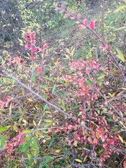 Cotoneaster ascendens