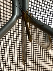 Nymphes