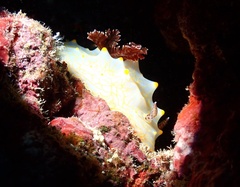 Halgerda malesso