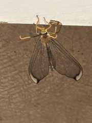Nymphes