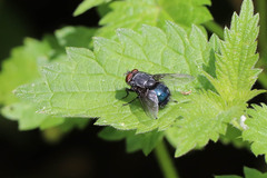 Calliphora