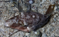 Canthigaster compressa