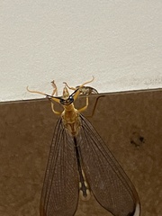 Nymphes