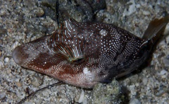 Canthigaster compressa